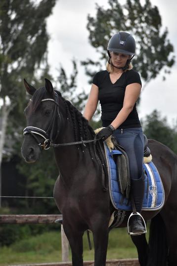 ## VRIENDELIJKE en zeer leuke zwarte Andalusier merrie ## beschikbaar voor biedingen
