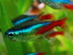 Jumbo Neon Tetra - Koidream Valburg, Vis, Zoetwatervis, Schoolvis