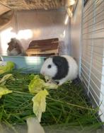 Betrouwbare (knaag)dierenoppas aangeboden!, Meerdere dieren, Hamster, Voor 1 juli 2024, Tam