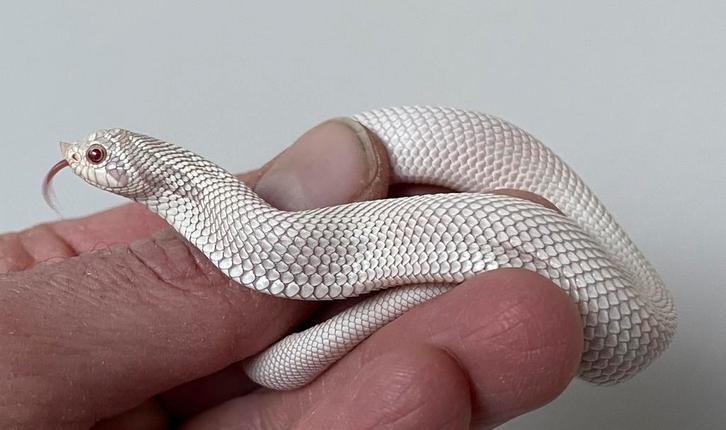 1.1 Heterodon Nasicus SUPERYETI