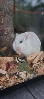 Hamster met terrarium, Dieren en Toebehoren, Knaagdieren, Mannelijk, Hamster, Voor 1 juli 2024, Tam