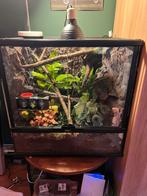 Wimpergekko + 60x45x60 terrarium, Dieren en Toebehoren, Reptielen en Amfibieën | Toebehoren, Ophalen, Zo goed als nieuw