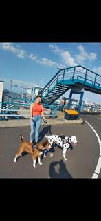 Gouden mandje gezocht voor onze kees en saar., Dieren en Toebehoren, Honden | Niet-rashonden, 6 jaar of ouder, Reu, Parvo, Meerdere