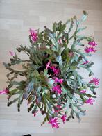 Lidcactus 73 diameter, Ophalen, Halfschaduw, Minder dan 100 cm