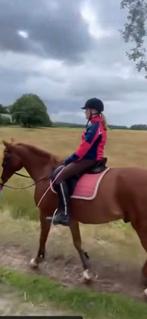 Verzorgpony gezocht, Ophalen of Verzenden, Nieuw