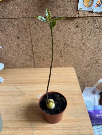 Jong avocadoplantje | 30 cm beschikbaar voor biedingen