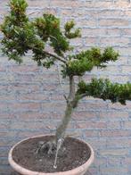 Bonsai: Taxus cuspidata, Tuin en Terras, Planten | Bomen, Minder dan 100 cm, Overige soorten, Bloeit niet, Ophalen