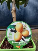 XL Citrus Aurantifolia 'Limequat' - Limequat H: 150 cm., Ophalen, Volle zon, Citroenboom, 100 tot 250 cm