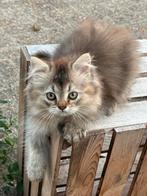 😻3 langharige lieve kittens britse langhaar X Ragdoll, Dieren en Toebehoren, Meerdere dieren, Ontwormd, 0 tot 2 jaar