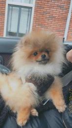 Pomeriaan pup te koop, Keeshond, Rabiës (hondsdolheid), 15 weken tot 1 jaar, Reu