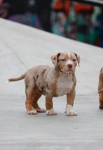 Bully xl pups bossy bloedlijn, Overige rassen, CDV (hondenziekte), 8 tot 15 weken, Meerdere