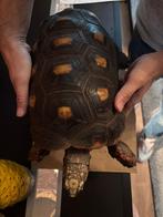 Man Chelonoides Carbonaria (Kolenbrander), Dieren en Toebehoren, Slang, 0 tot 2 jaar