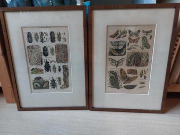 2 litho's Forstinsekten 1 en 2 1902-1908  beschikbaar voor biedingen