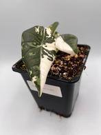 Alocasia Maharani albo variegata, Overige soorten, In pot, Minder dan 100 cm, Bloeiende kamerplant