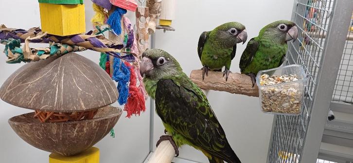 Jardine  Papegaai, Dieren en Toebehoren, Vogels | Parkieten en Papegaaien, Papegaai, Vrouwelijk, Tam, Geringd