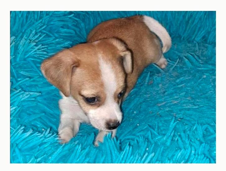 GEZOCHT PUP, Dieren en Toebehoren, Honden-accessoires, Nieuw, Ophalen