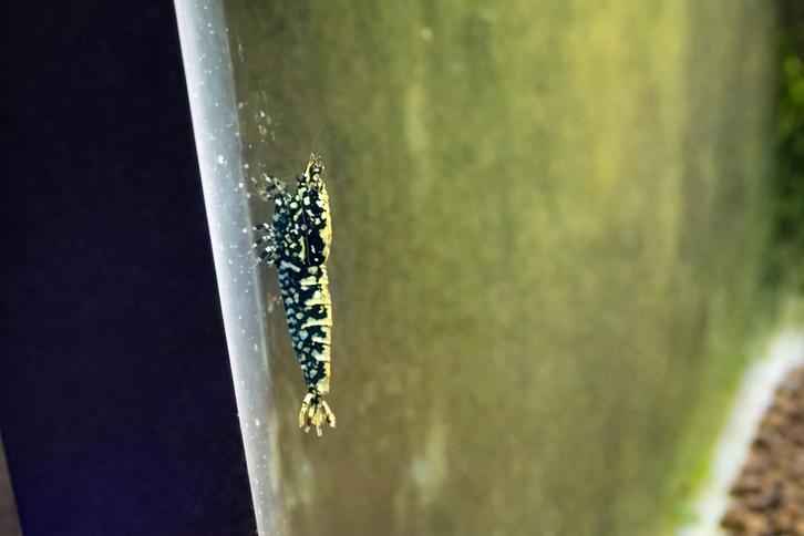 Galaxy snowflake's., Dieren en Toebehoren, Vissen | Aquariumvissen, Zoetwatervis, Kreeft, Krab of Garnaal