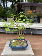Gingko Biloba in geglazuurde bonsaischaal, Tuin en Terras, Planten | Bomen, Ophalen, Overige soorten, Minder dan 100 cm