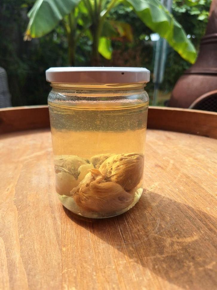 Kippenembryo's op sterk water, Antiek en Kunst, Curiosa en Brocante, Ophalen