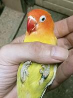 Prachtige brr agapornis fisheri pastelino man, Dieren en Toebehoren, Vogels | Parkieten en Papegaaien, Mannelijk, Dwergpapegaai of Agapornis