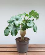Jatropha podagrica | flessenplant | Ø13cm H32cm, Overige soorten, Minder dan 100 cm, Ophalen of Verzenden
