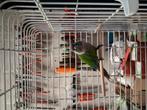 Koppel pyrrhura., Dieren en Toebehoren, Vogels | Parkieten en Papegaaien, Meerdere dieren, Parkiet