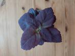 Jonge Coleus Black prince zeldzaam! In potje OPHALEN, Ophalen, Overige soorten, Minder dan 100 cm