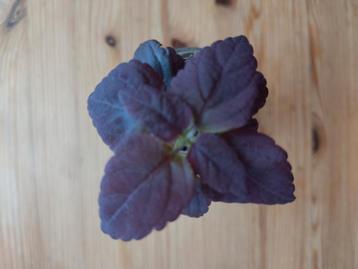Jonge Coleus Black prince zeldzaam! In potje OPHALEN beschikbaar voor biedingen