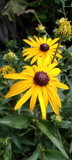 Rudbeckia fulgida, zonnehoed, vaste plant, bio, Tuin en Terras, Planten | Tuinplanten, Volle zon, Vaste plant, Zomer, Ophalen