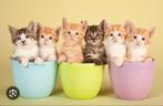 Op zoek naar twee kitten, Dieren en Toebehoren, Katten-accessoires, Ophalen of Verzenden, Zo goed als nieuw