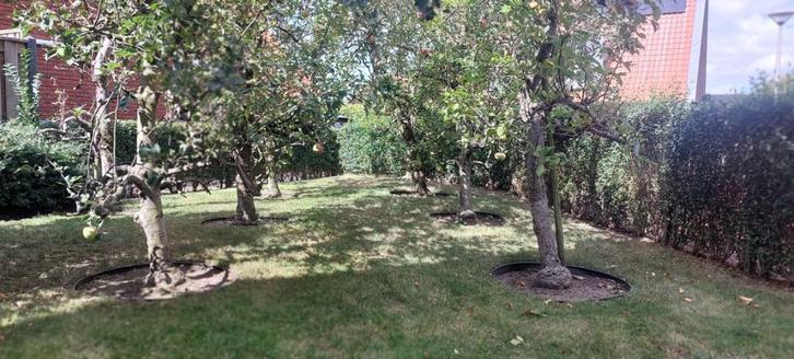 45 jaar oude appelbomen, Tuin en Terras, Planten | Bomen, Overige soorten, 250 tot 400 cm, Halfschaduw, Zomer, Ophalen of Verzenden
