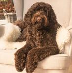 Eind feb. ophalen. Labradoodle pups/puppy's! Vader vd WALA!, Dieren en Toebehoren, Rabiës (hondsdolheid), Overige rassen, 8 tot 15 weken