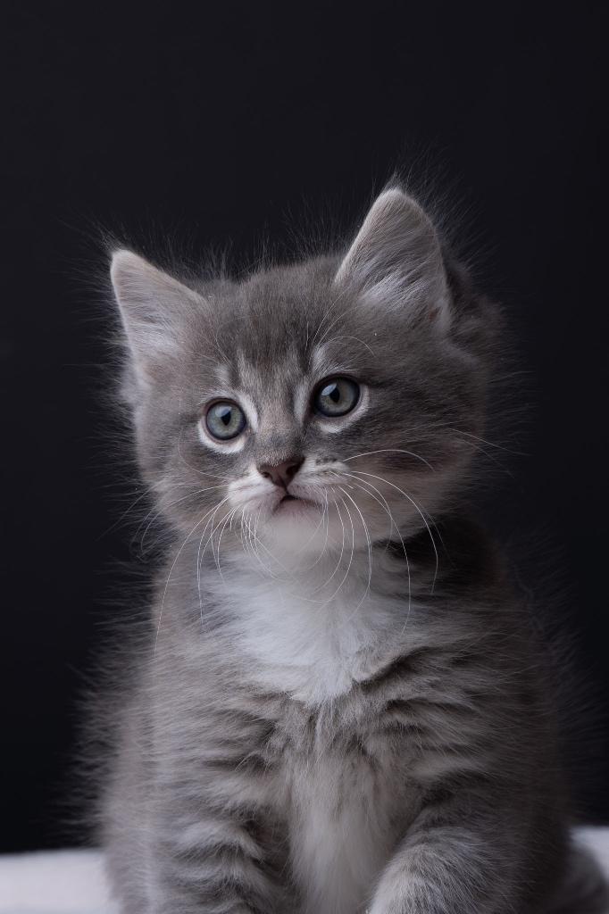 Lieve, mooie Ragdoll Kittens, Dieren en Toebehoren, Katten en Kittens | Raskatten | Langhaar, Kater, 0 tot 2 jaar, Ontwormd, Ingeënt