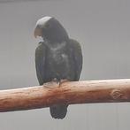 Broedrijpe Pionus Senilis/Witkop-papegaai ((POP)), Vrouwelijk, Papegaai, Geringd