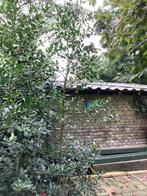 mooie, hoge Ilex, Ophalen, Volle zon, Overige soorten, 250 tot 400 cm