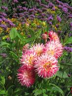 Dahliaknollen grootbloemig   3 euro per knol, Tuin en Terras, Bloembollen en Zaden, Ophalen, Voorjaar, Volle zon, Knol