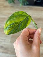 Monstera karstenianum variegata, Huis en Inrichting, Kamerplanten, Ophalen of Verzenden, Halfschaduw, Minder dan 100 cm