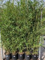 bambou geel stelig 300 cm hoog phylostachys aura in pot, Overige soorten, Zomer, Ophalen, Volle zon
