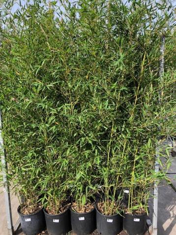 bambou geel stelig 300 cm hoog phylostachys aura in pot beschikbaar voor biedingen