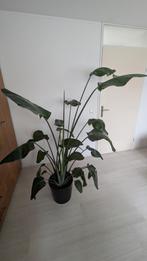 Strelitzia Nicolai, 1.80m, inclusief pot, Huis en Inrichting, Kamerplanten, Ophalen, Overige soorten, Halfschaduw, In pot