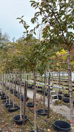 Sierpruim, Tuin en Terras, Planten | Bomen, Ophalen, Volle zon, Overige soorten