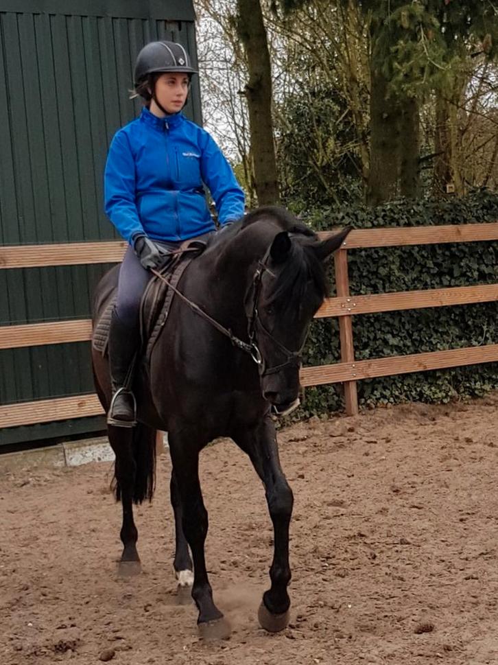 Super lieve E pony zoekt gouden plekje, Dieren en Toebehoren, Pony's, Ruin, E pony (1.48m - 1.57m), 11 jaar of ouder, Gechipt