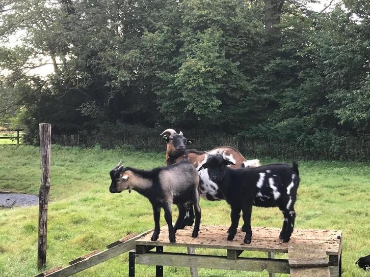 Te koop: 2 mooie, lieve, speelse dwerggeit bokjes, Dieren en Toebehoren, Schapen, Geiten en Varkens, Geit, Mannelijk, 0 tot 2 jaar