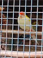 Bleekkop, Dieren en Toebehoren, Vrouwelijk, Kleurkanarie