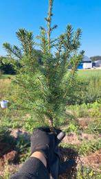 Picea omorika plantgoed, Tuin en Terras, Planten | Bomen, Ophalen, Overige soorten, Minder dan 100 cm