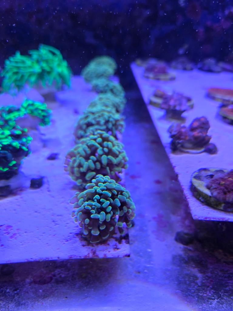 Hamerkoraal Goud stekken, Ophalen, ., Overige typen, Nieuw