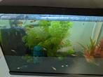 Jonge guppies te koop, Dieren en Toebehoren, Vissen | Aquaria en Toebehoren, Ophalen, Zo goed als nieuw
