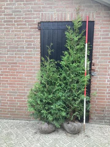 Haagconiferen Thuja Brabant/Thuja plicata Martin, hoogte 2m+ beschikbaar voor biedingen