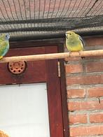 Blauwvleugel parkiet, Dieren en Toebehoren, Vrouwelijk, Parkiet