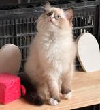 Te koop rageboll, Dieren en Toebehoren, Katten en Kittens | Raskatten | Langhaar, Poes, Gechipt